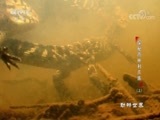 动物世界 《动物世界》 20180511 探秘雨林利爪族（上）