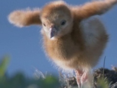 地球脉动 第一季（Planet Earth I）第6集：冰封世界