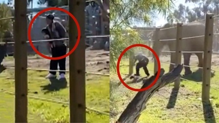 实拍：美国男子翻围栏合影遭大象狂追