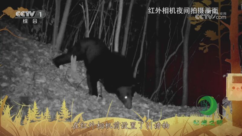 秘境之眼 《秘境之眼》 黑熊 20231016