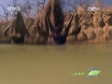 人与自然 《人与自然》 20150825 自然故事：飞越彩虹-千难万险