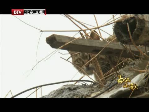 为你而歌 《为你而歌》 20130730 第十一部 深山信使