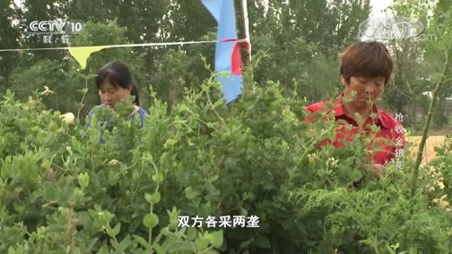 我爱发明 《我爱发明》 20190814 抢收金银花
