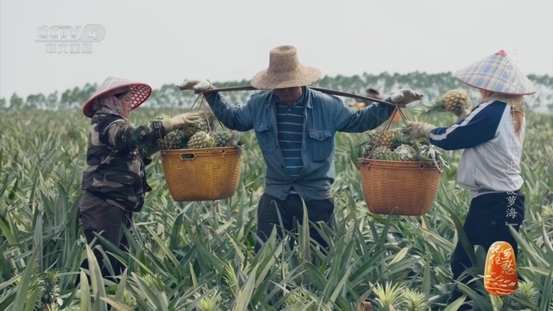 《记住乡愁》第十季 20240502 愚公楼村——红土地上种出“菠萝海”