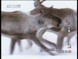 动物世界 动物世界 2010年 第136期