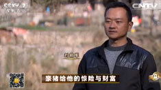 致富经 [致富经]豪猪给他的惊险与财富 20160407