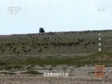 地理中国 《地理中国》 20161008 江山多娇·大美青藏
