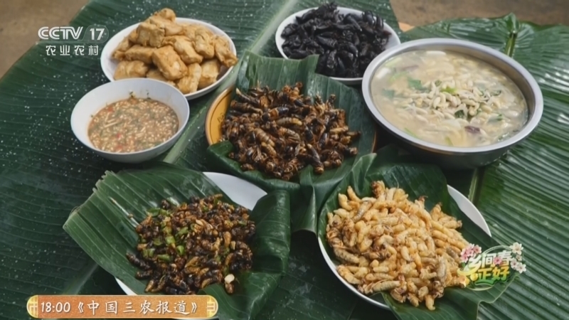 《谁知盘中餐》 20260421 乡间春正好 藏在林中的春味