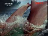 人与自然 《人与自然》 20111014 自然故事——杰泽贝尔和玛莉亚
