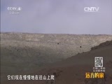 远方的家 《远方的家》特别节目《高原之美》青藏高原上的动物传奇 20150915