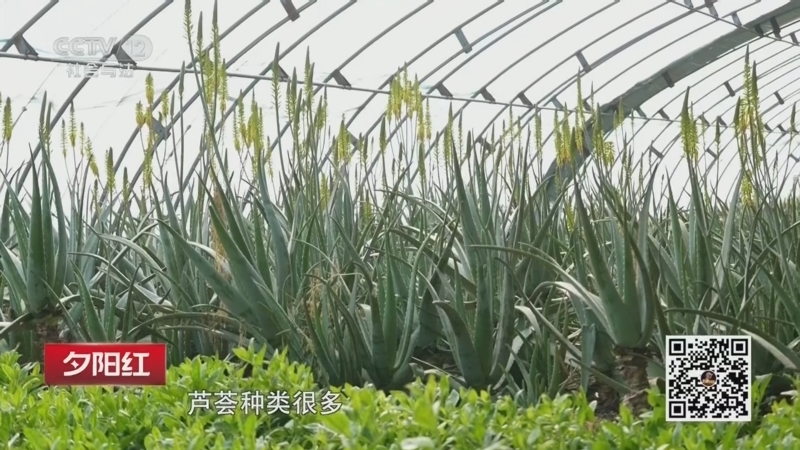 《夕阳红》 20260507 立夏清心（2）