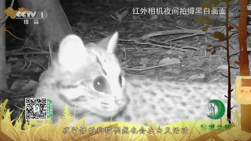 秘境之眼 《秘境之眼》 豹猫 20220811