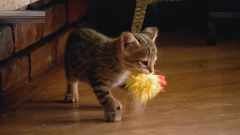 萌宠养成计划 小猫初次见爸爸