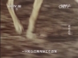 自然传奇 《自然传奇》 20140506 雌雄战场