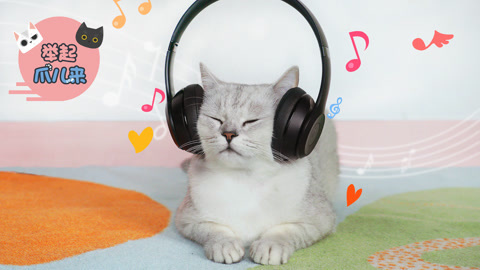 举起爪儿来 没想到，猫咪也是音乐控！