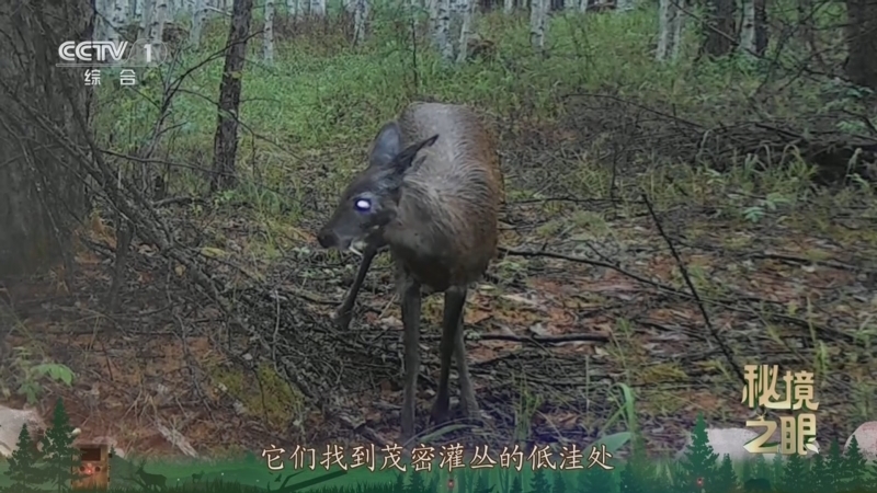 秘境之眼 《秘境之眼》 原麝 20251209