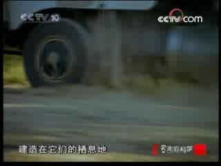 走近科学 考拉要当妈