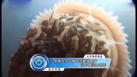 蓝天娱乐快报 2016 7月 小鱼躲在水母腹中逃避捕食者 这个瞬间太神奇 160713