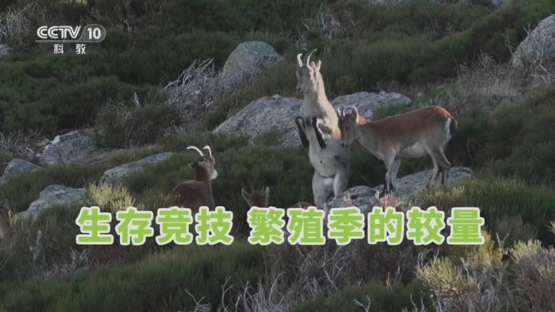 《自然传奇》 20260520 生存竞技 繁殖季的较量