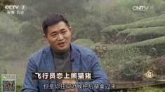 致富经 [致富经]飞行员恋上熊猫猪 20161214