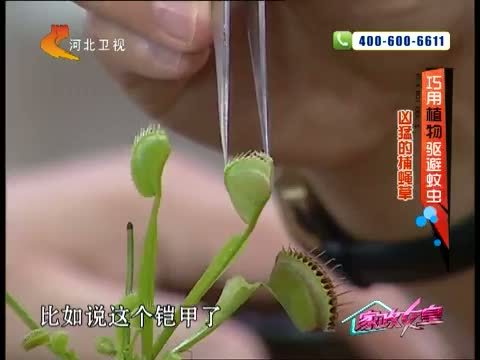 家政女皇 《家政女皇》 20140630 巧用植物驱避蚊虫
