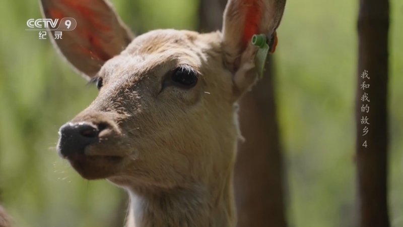 《我和我的故乡》 第4集