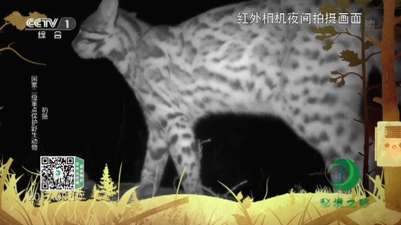 秘境之眼 《秘境之眼》 豹/白头叶猴/梅花鹿/猞猁/豹猫 20221210