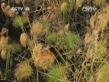 自然传奇 《自然传奇》 20140922 黑暗中的鳄鱼王国