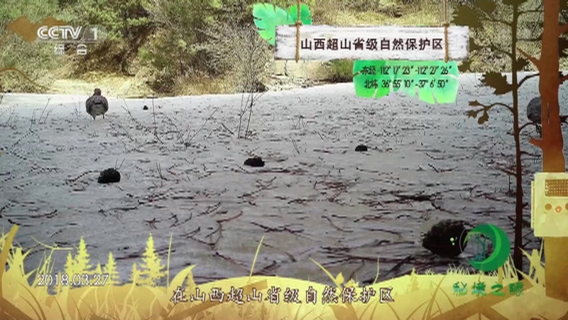 《秘境之眼》 山斑鸠/红嘴蓝鹊/勺鸡 20210803