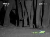 人与自然 《人与自然》 20160611 与狮子同行（上）