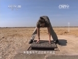 自然传奇 《自然传奇》 20141113 象王之争