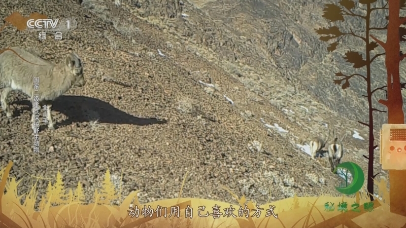 秘境之眼 《秘境之眼》 大熊猫/倭花鼠/北山羊 20231126