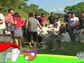 狗狗日记 第252天 古代家族庆生会