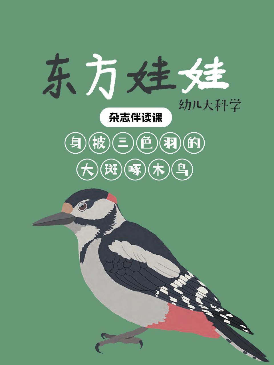 东方娃娃幼儿大科学：身披三色羽的大斑啄木鸟