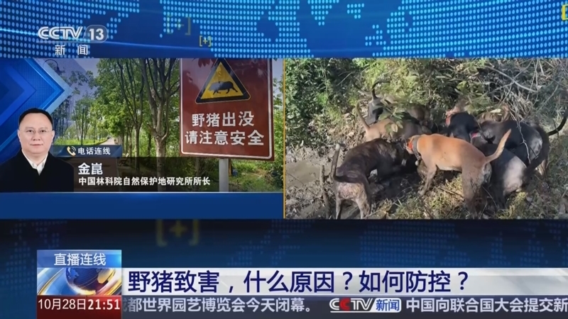 新闻1+1 《新闻1+1》 20241028 野猪致害，什么原因？如何防控？