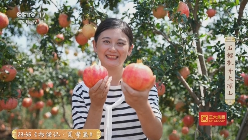 三农群英汇 《三农群英汇》 20260505 石榴花开大凉山
