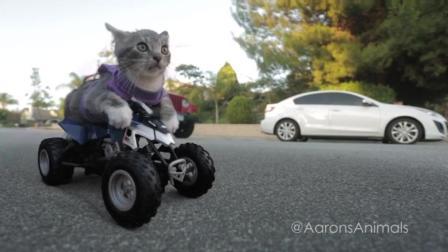 猫男AaronsAnimals 第一季 千万不要超速驾驶 装酷后果很严重 23