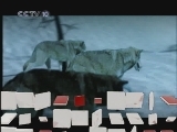 自然传奇 动物高手之用毒高手 自然传奇20101218