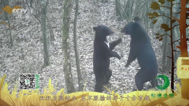 秘境之眼 《秘境之眼》 黑熊  20220530