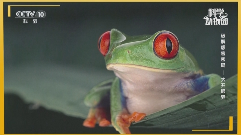 《科学动物园》 20251110 破解感官密码——大开眼界