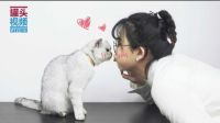 举起爪儿来 猫咪这样说
