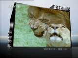 动物世界 动物世界：2011年 第76期