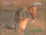 人与自然 人与自然 2009年 第143期 2010-10-30