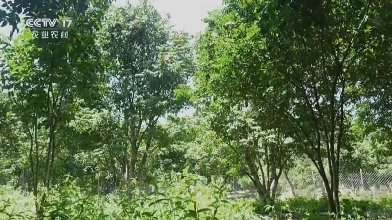 《谁知盘中餐》 20260331 春食纪 吃鸡吃出新花样