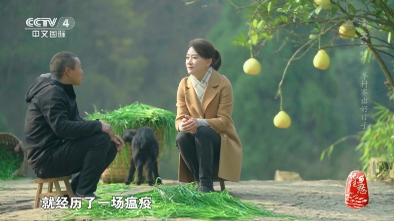 记住乡愁第八季 《记住乡愁》第八季 20220208 太平村——羊村赛出好日子