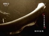 动物世界 《动物世界》 20170409 夜间出没的猎手