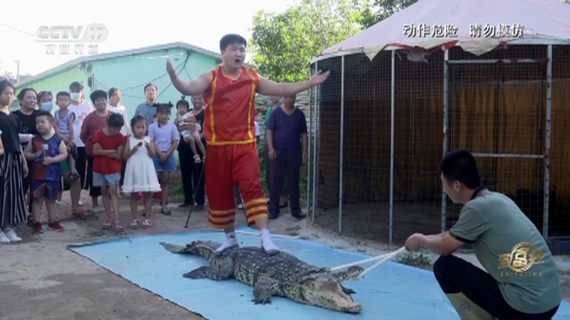 《致富经》 20210903 南鳄北养 多样赚钱