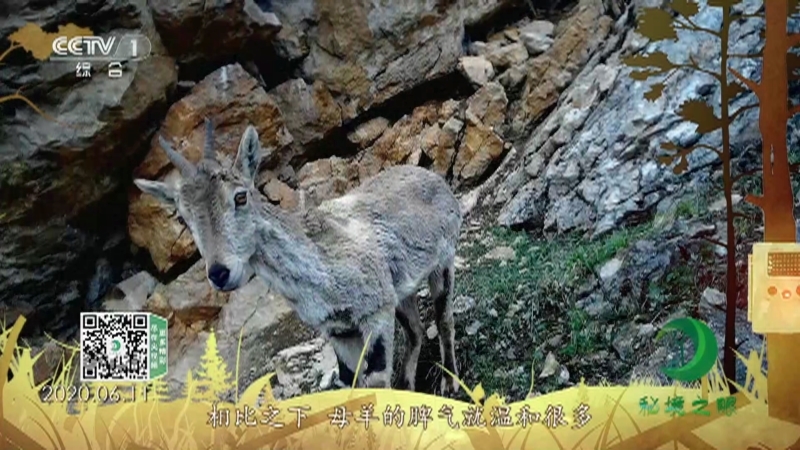 秘境之眼 《秘境之眼》 岩羊 20220924