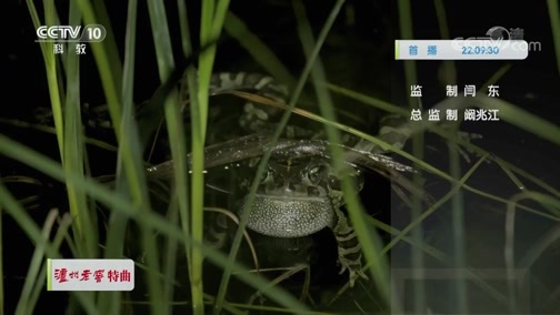 自然传奇 《自然传奇》 20200107 蛙族传奇