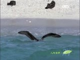 人与自然 《人与自然》 20151211 南太平洋——大洋中的岛屿（下）